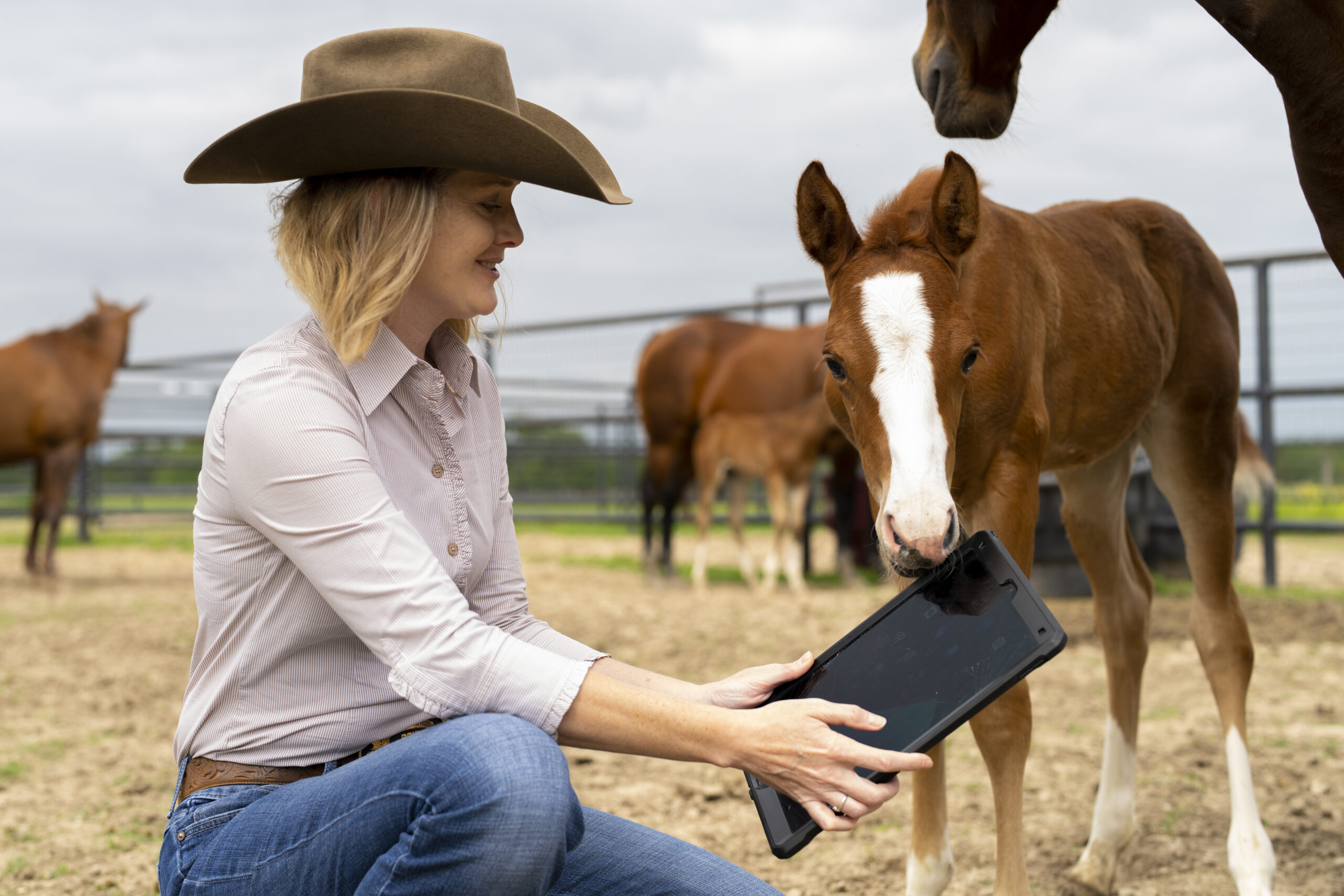 Woman in cowboy hat holding ipad in pen of horses